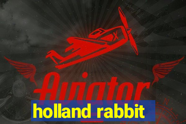 holland rabbit