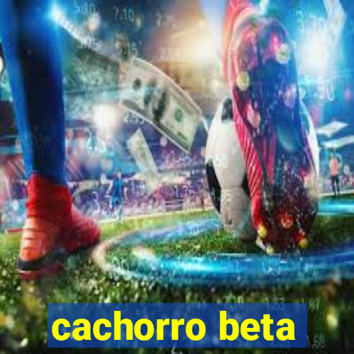 cachorro beta