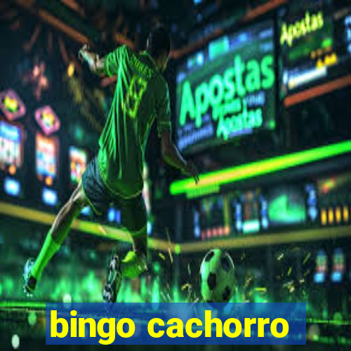 bingo cachorro