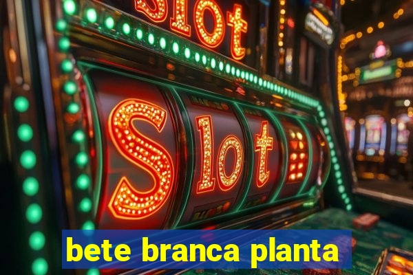 bete branca planta