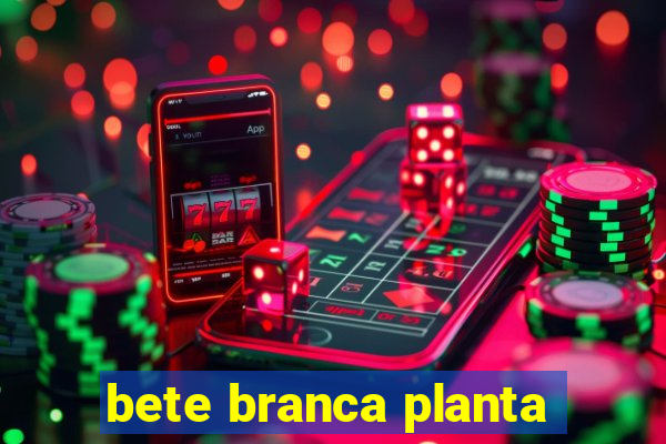 bete branca planta