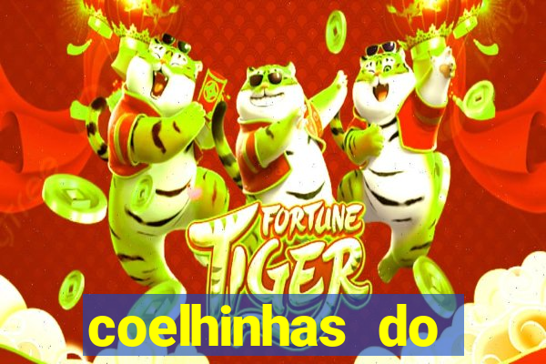 coelhinhas do brasil recife