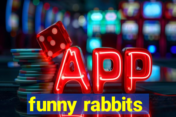 funny rabbits