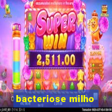 bacteriose milho