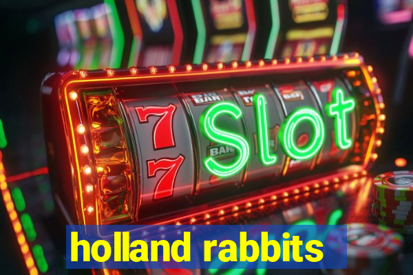 holland rabbits