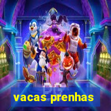 vacas prenhas