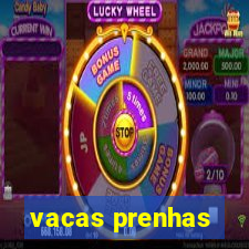 vacas prenhas