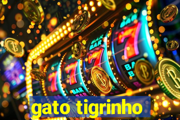 gato tigrinho