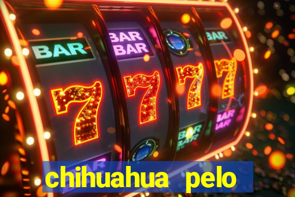 chihuahua pelo longo preço