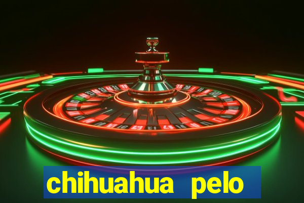 chihuahua pelo longo preço