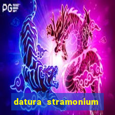 datura stramonium medicinal uses