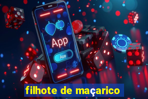 filhote de maçarico