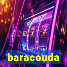 baracouda